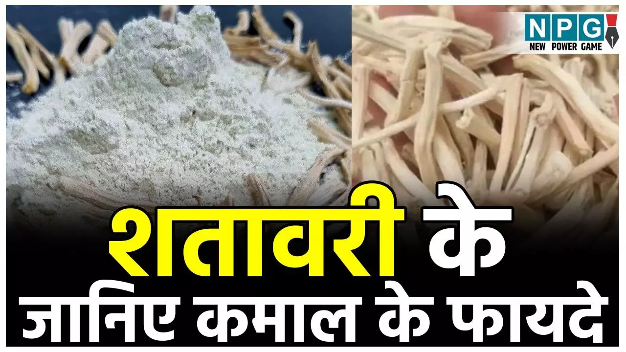Benefits Of Shatavari: शतावरी महिलाओं के लिए अमृत समान, पुरुषों का स्टेमिना बढ़ाए, जानिये कमाल के फायदे...