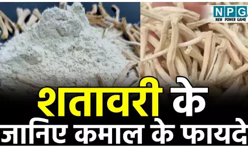 Benefits Of Shatavari: शतावरी महिलाओं के लिए अमृत समान, पुरुषों का स्टेमिना बढ़ाए, जानिये कमाल के फायदे...