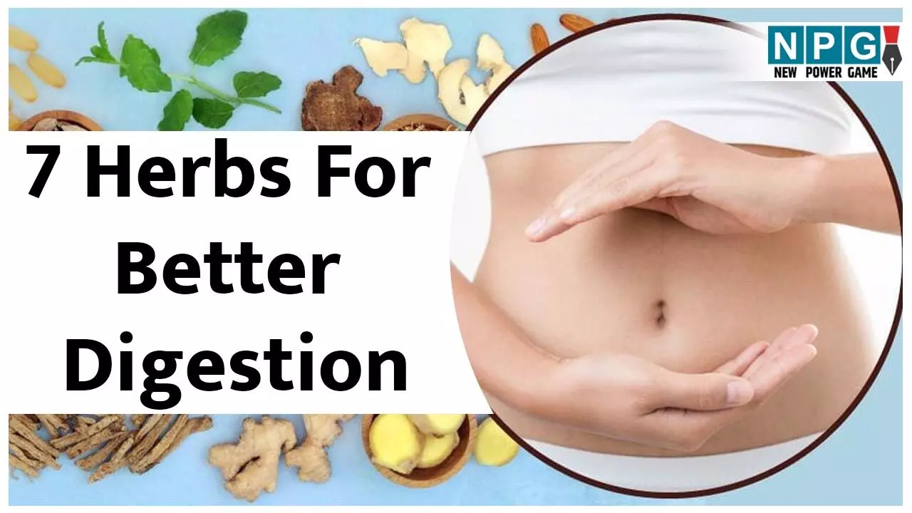 7 Herbs For Better Digestion: ये सात हर्ब्स रखेंगी आपके हाजमे का ख्याल, डाइट में कर लीजिए शामिल...