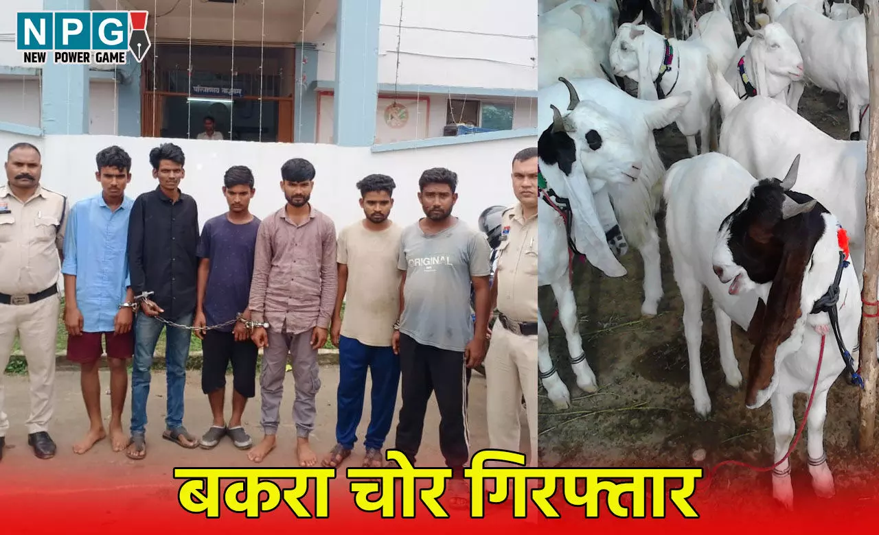 Raipur News: जायलो कार से बकरा चोरी: गिरोह का पर्दाफाश, 1 दुकानदार समेत 6 आरोपी गिरफ्तार... Raipur News: जायलो कार से बकरा चोरी: गिरोह का पर्दाफाश, 1 दुकानदार समेत 6 आरोपी गिरफ्तार...