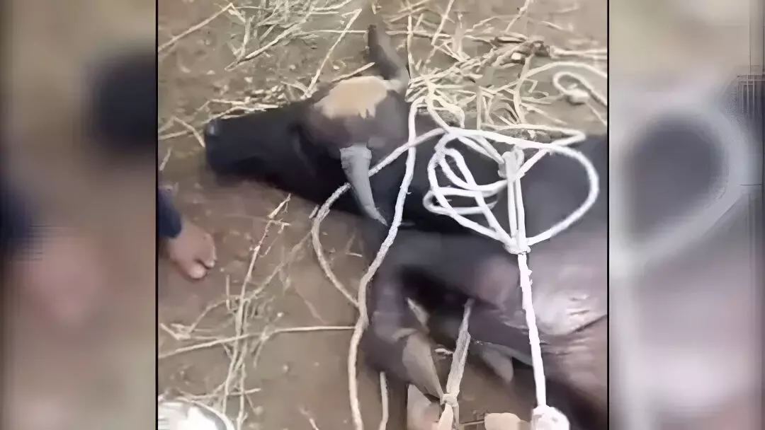 आदमी है या जानवर? आपसी रंजिश का बाप-बेटों ने मवेशियों से निकाला बदला; एक दर्जन से अधिक भैसों के काटें सींग और थन, मामला दर्ज