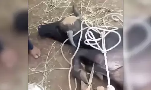 आदमी है या जानवर? आपसी रंजिश का बाप-बेटों ने मवेशियों से निकाला बदला; एक दर्जन से अधिक भैसों के काटें सींग और थन, मामला दर्ज