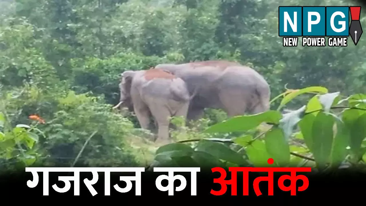 Balrampur News:  गजराज का आतंक! चरवाहे को सूंड से उठाकर पटका, एक की मौत, दूसरे ने...