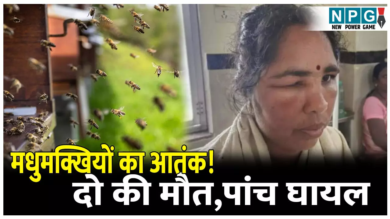 CG Rajnandgaon News: मधुमक्खियों का आतंक! मधुमक्खियों के हमले में दो की मौत,पांच घायल