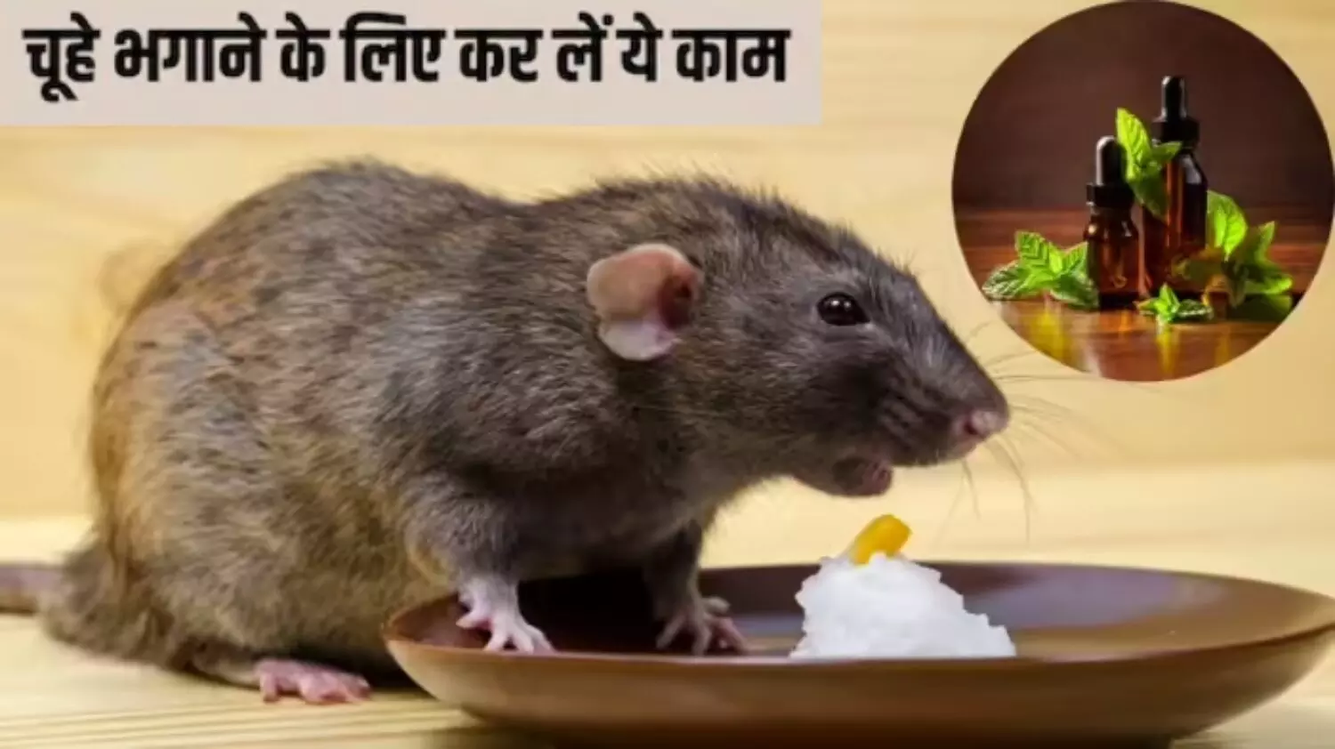 Chuhe Bhagane Ka Tarika: चूहों का आतंक खत्म! सिर्फ 10 रुपये में घर से भागेंगे सारे चूहे, अपनाये ये सस्ता देशी जुगाड़