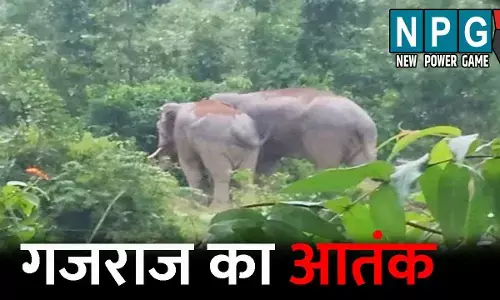 Balrampur News:  गजराज का आतंक! चरवाहे को सूंड से उठाकर पटका, एक की मौत, दूसरे ने...