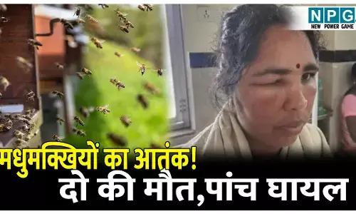 CG Rajnandgaon News: मधुमक्खियों का आतंक! मधुमक्खियों के हमले में दो की मौत,पांच घायल