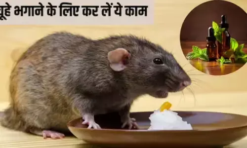 Chuhe Bhagane Ka Tarika: चूहों का आतंक खत्म! सिर्फ 10 रुपये में घर से भागेंगे सारे चूहे, अपनाये ये सस्ता देशी जुगाड़