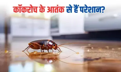 मानसून में कॉकरोच के आतंक से है परेशान? तो अपनाइये ये आसान घरेलू नुस्खे, जो मिनटों में करेंगे सभी कीड़ों का सफाया
