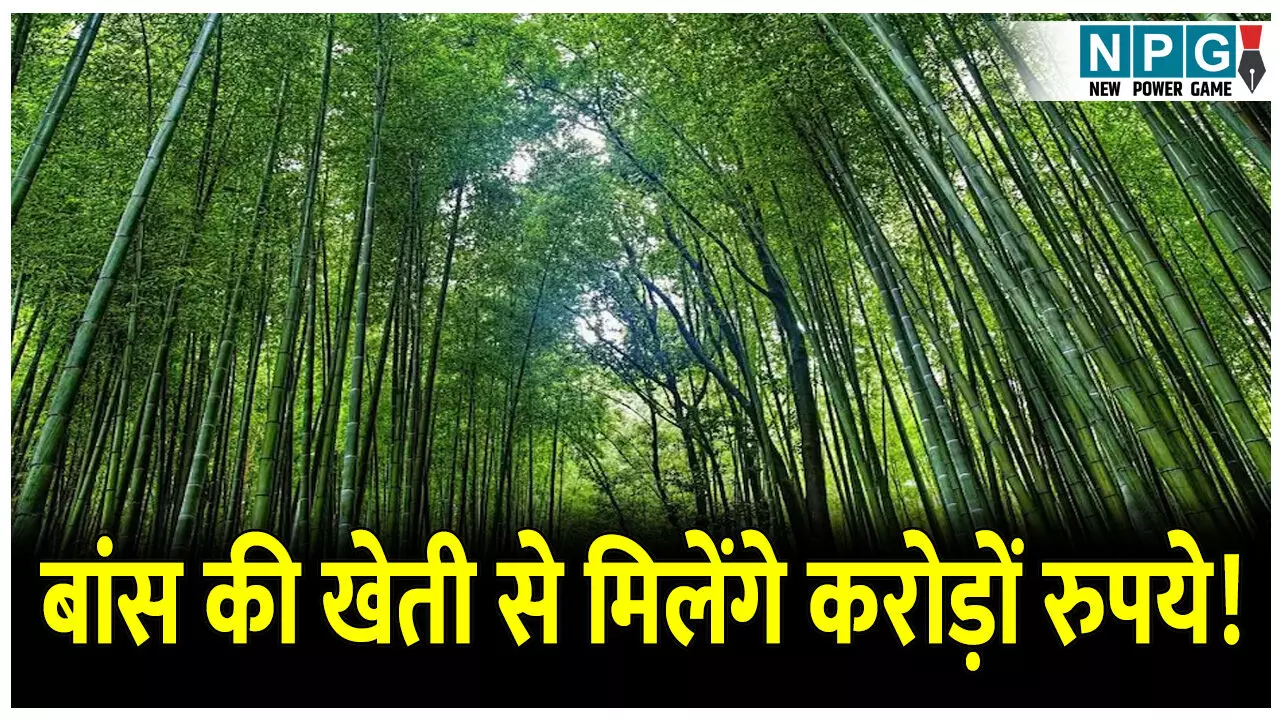 Bamboo In Chhattisgarh: ये है छत्तीसगढ़ का हरा सोना, इस तरह से बांस उगाने पर हो सकता है करोड़ों का मुनाफा