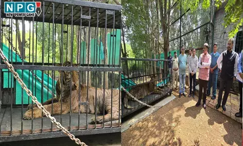 CG Jungle Safari: रायपुर में घायल बाघ, उपचार के लिए भेजा जा रहा गुजरात, मंत्री केदार कश्यप ने जंगल सफारी पहुंचकर लिया जायजा...