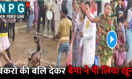 Maa Mankeshwari Devi: CG में अनूठी परंपरा:  एक-एक कर बैगा ने चढ़ाई 40 बकरों की बलि, फिर पी गया खून