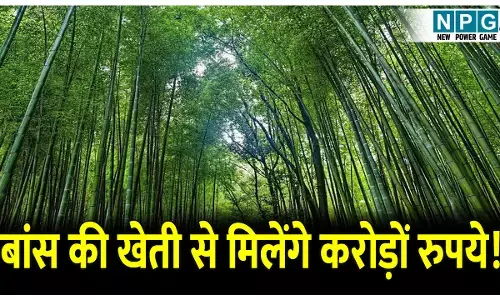 Bamboo In Chhattisgarh: ये है छत्तीसगढ़ का हरा सोना, इस तरह से बांस उगाने पर हो सकता है करोड़ों का मुनाफा