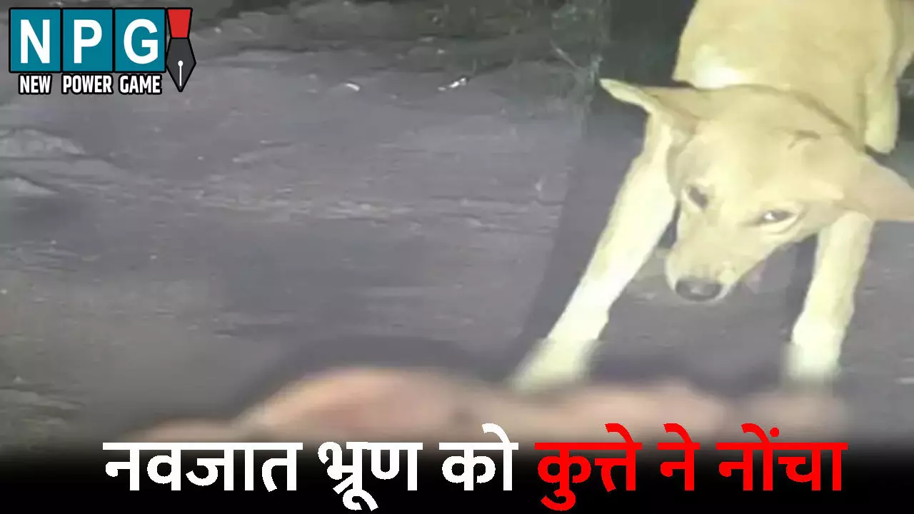 Kanker News: नवजात का शव मुंह में लेकर घुमता रहा कुत्ता, मंजर देख कांप  उठे लोग, जांच में जुटी पुलिस