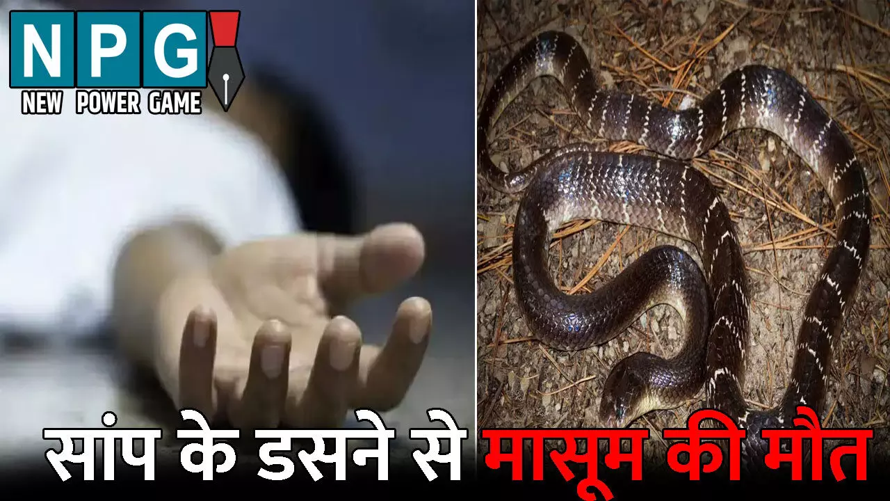 Dhamtari News: खेलते-खेलते काल के गाल में समा गया मासूम: सांप के डसने से हुई मौत, गुस्साए परिजनों ने सांप को भी खोजकर मार डाला