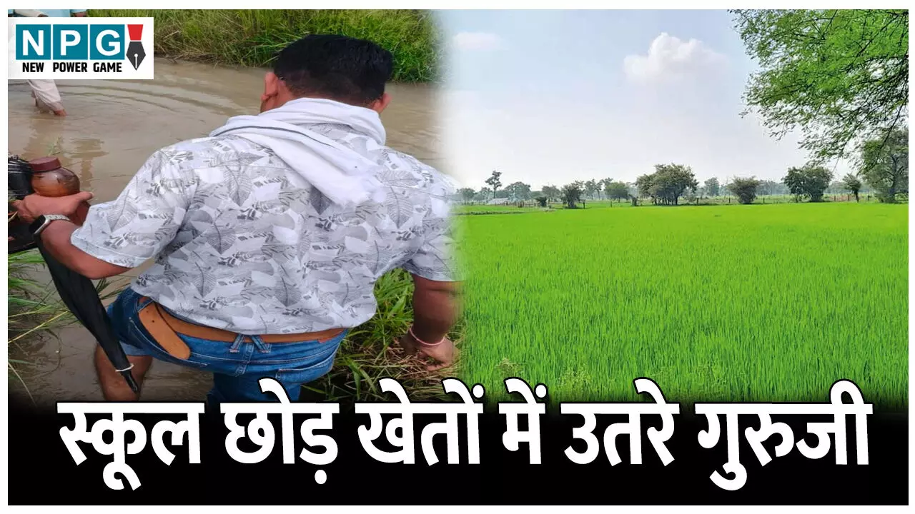 CG Janjgir News: स्कूल छोड़ खेतों में उतरे गुरुजी: कर रहे गिरदावरी कार्य का सत्यापन, हर एक गुरुजी को मिली जिम्मेदारी