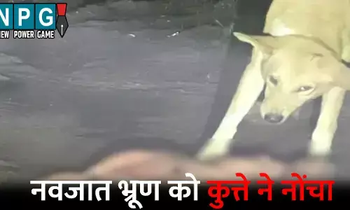 Kanker News: नवजात का शव मुंह में लेकर घुमता रहा कुत्ता, मंजर देख कांप  उठे लोग, जांच में जुटी पुलिस