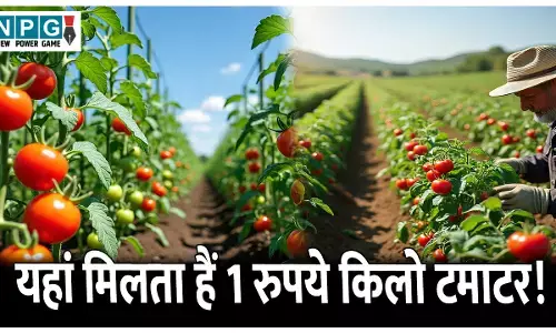 Chhattisgarh ke Tamatar Ki Rajdhani: यहां मिलता हैं 1 रुपये किलो टमाटर! जानिए छत्तीसगढ़ में टमाटर की राजधानी के बारे में...