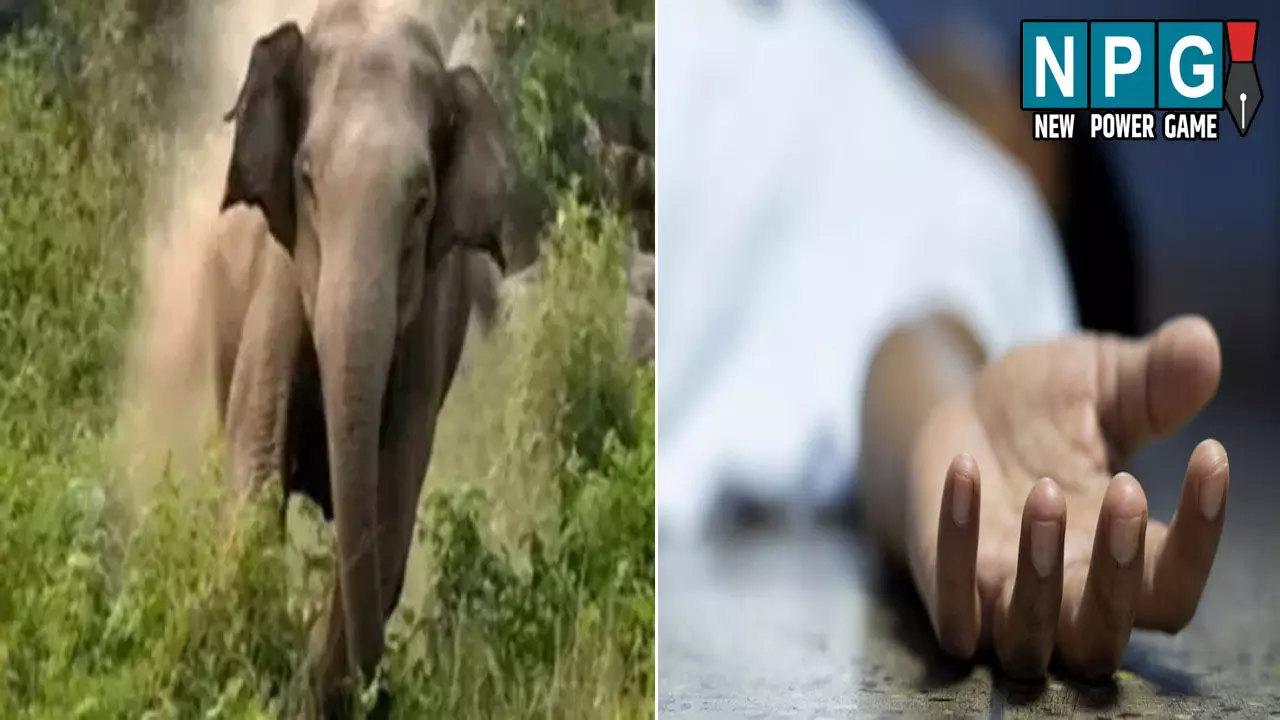 CG News: जंगली हाथियों का आतंक जारी: व्यक्ति को पटक-पटककर उतारा मौत के घाट, ग्रामीणों में दहशत का माहौल