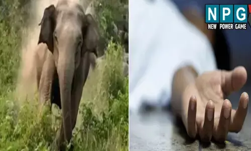 CG News: जंगली हाथियों का आतंक जारी: व्यक्ति को पटक-पटककर उतारा मौत के घाट, ग्रामीणों में दहशत का माहौल
