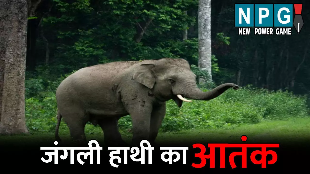 Gariaband News:  जंगली हाथी का आतंक: ग्रामीण को कुचलकर उतारा मौत के घाट, लोगों में दहशत का माहौल