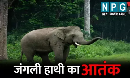 Gariaband News:  जंगली हाथी का आतंक: ग्रामीण को कुचलकर उतारा मौत के घाट, लोगों में दहशत का माहौल