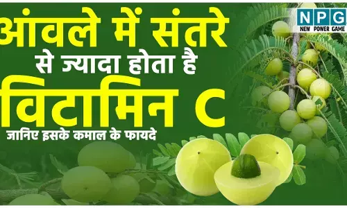 Amla Health Benefits: संतरे से चार गुना ज्यादा विटामिन C होता है आंवले में, जानिये इसके कमाल के फायदे...