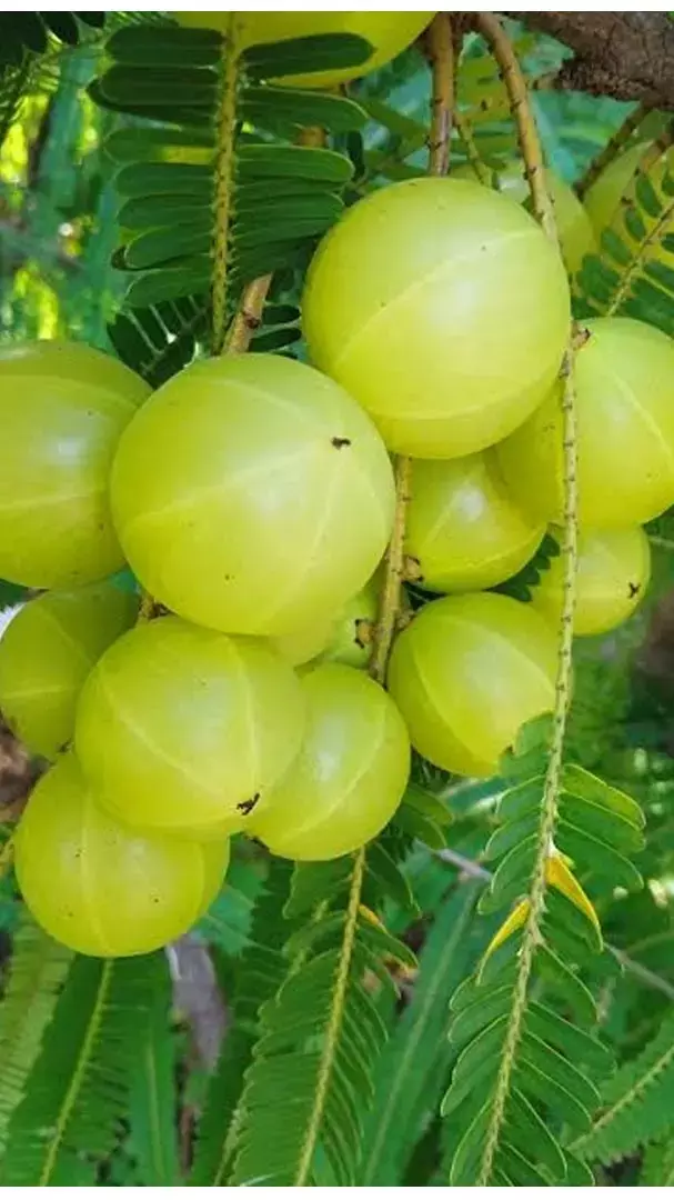 Sardiyon Mein Amla Ke Fayde: सर्दियों में रोज एक आंवला खाने के ज़बरदस्त फायदे, जानिए