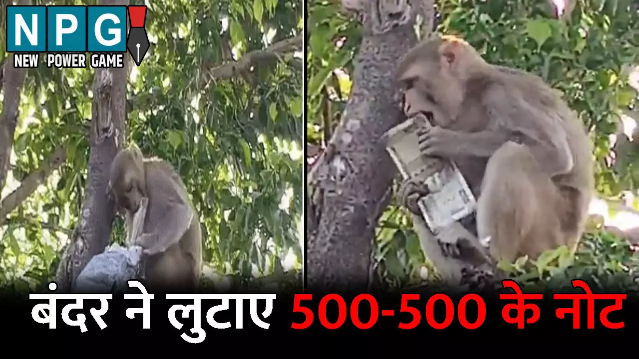 Prayagraj News: बंदर ने पेड़ से लुटाए 500-500 के नोट: लूटने के लिए मची होड़, देखें वीडियो