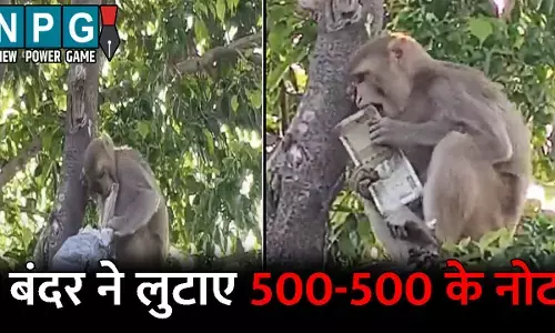 Prayagraj News: बंदर ने पेड़ से लुटाए 500-500 के नोट: लूटने के लिए मची होड़, देखें वीडियो
