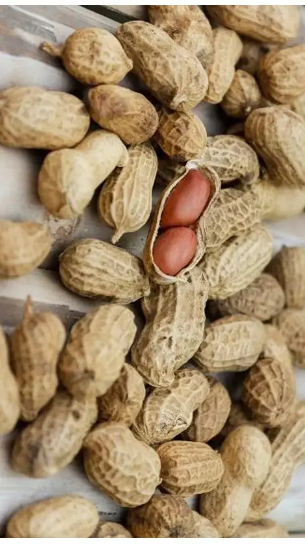 Moongphali Ke Fayde: रोज़ाना मूंगफली खाने के है कमाल के फायदे, जानिए...