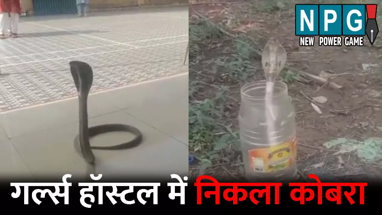 Raigarh News: गर्ल्स हॉस्टल में निकला 4.5 फीट का कोबरा: फन फैलाकर मारने लगा फुफकार, छात्राओं में मची अफरा-तफरी, देखें Video