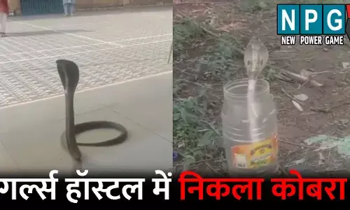 Raigarh News: गर्ल्स हॉस्टल में निकला 4.5 फीट का कोबरा: फन फैलाकर मारने लगा फुफकार, छात्राओं में मची अफरा-तफरी, देखें Video