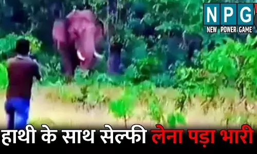 Ambikapur News: हाथी के साथ सेल्फी लेना युवक को पड़ा भारी: हाथी ने पहले सूंड से दबोचा, फिर कुचलकर मार डाला
