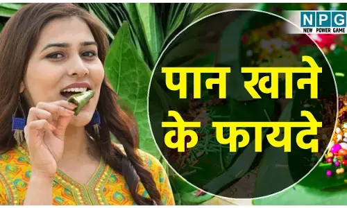 Paan Khane Ke Fayde: भारी लंच के बाद चबा कर खा लिया एक पान तो ब्लोटिंग, एसिडिटी से तुरंत मिलेगी राहत, पेट हो जाएगा हल्का, जानिये पान खाने के कमाल के फायदे और कुछ परहेज...