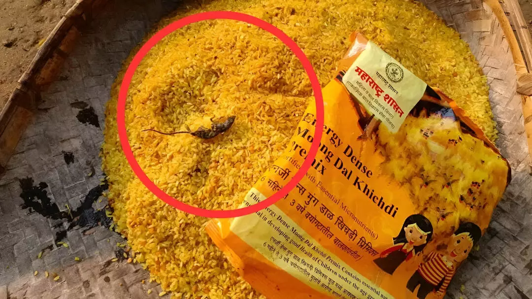 Gondia Anganwadi Shock: गोंदिया आंगनवाड़ी के पोषण पैकेट में मरा चूहा, अभिभावकों में हड़कंप Gondia Anganwadi Shock: गोंदिया आंगनवाड़ी के पोषण पैकेट में मरा चूहा, अभिभावकों में हड़कंप