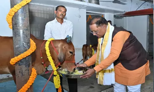CM Vishnudeo Sai: मुख्यमंत्री विष्णु देव साय ने की गोवर्धन पूजा, गौ माता को खिचड़ी खिलाकर गोसेवा की परंपरा निभाई...