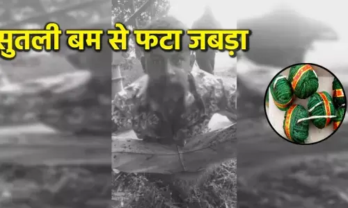 ट्रेंड के चक्कर में यमराज से लिया पंगा! रील बनाते-बनाते मुँह में ही फोड़ा 7 सुतली बम, आठवां मुँह में ही फटा..जबड़े के उड़े चिथड़े