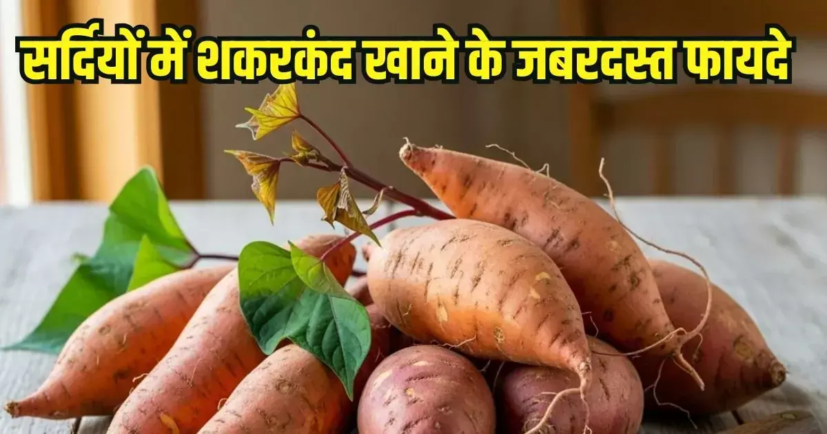 Sardi me Shakarkand ke Fayde : सर्दियों में सेहत की संजीवनी बूटी शकरकंद, स्वाद के साथ पोषक तत्वों का भंडार
