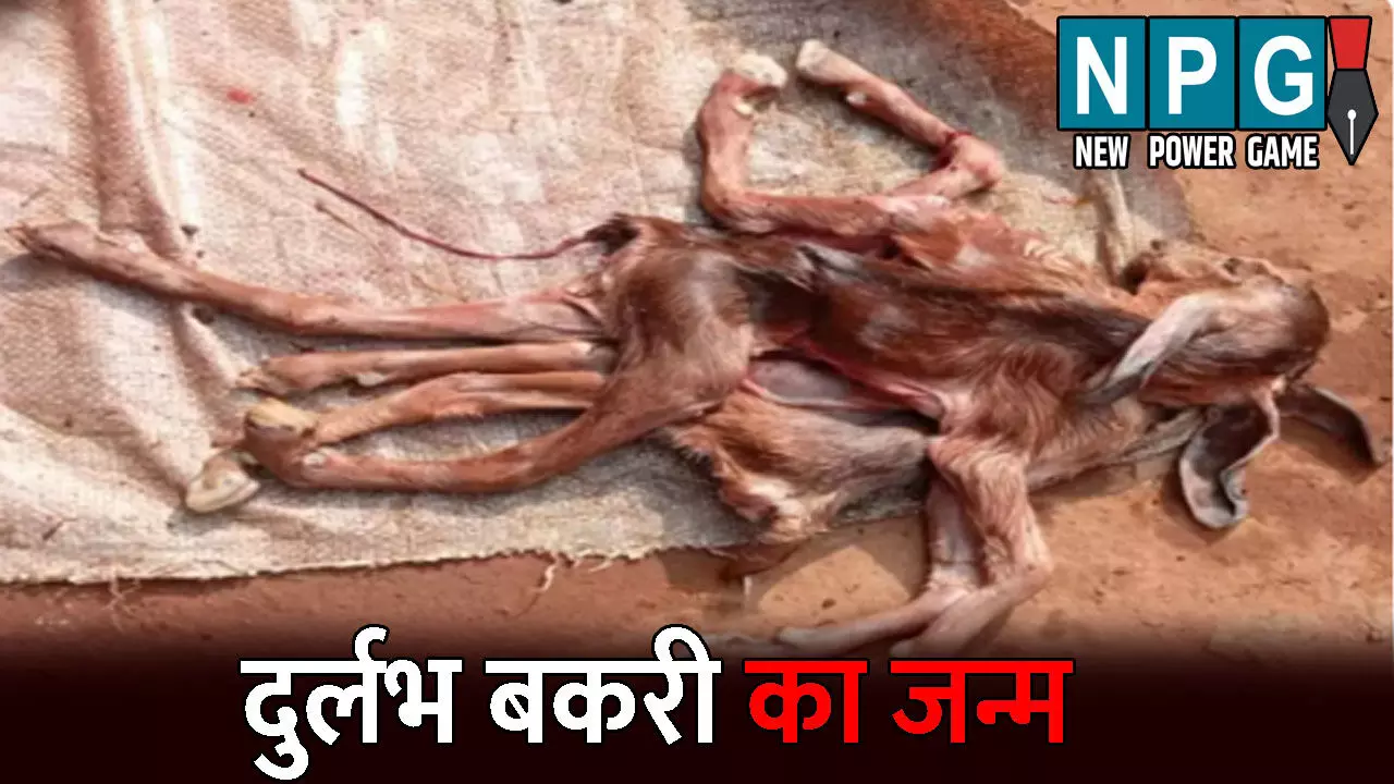 Surajpur News: OMG...8 पैर, तीन कान और दो कमर के साथ हुआ बकरी के बच्चे का जन्म, देखने के लिए उमड़ी लोगों की भीड़