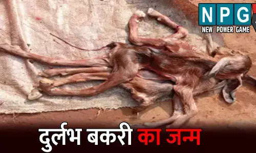 Surajpur News: OMG...8 पैर, तीन कान और दो कमर के साथ हुआ बकरी के बच्चे का जन्म, देखने के लिए उमड़ी लोगों की भीड़