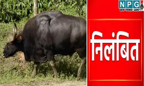 Balodabazar News: फोरेस्ट गार्ड निलंबित, गौर की करंट लगाकर शिकार मामले में वन विभाग की बड़ी कार्रवाई...