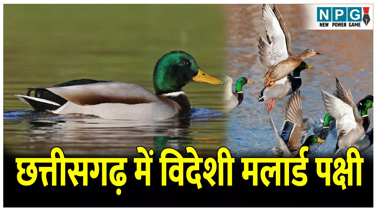 Chhattisgarh Me Foreign Mallard Bird: छत्तीसगढ़ में पहली बार दिखा ये विदेशी पक्षी, जानिए मलार्ड पक्षी की खास बात