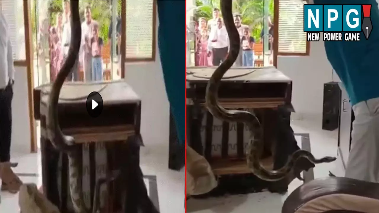 Dhamtari News: सोफे पर आराम फरमा रहे थे लोग: तभी आई फुफकारने की आवाज और निकल आया 6 फिट का अजगर, लोगों में मचा हड़कंप Dhamtari News: सोफे पर आराम फरमा रहे थे लोग: तभी आई फुफकारने की आवाज और निकल आया 6 फिट का अजगर, लोगों में मचा हड़कंप