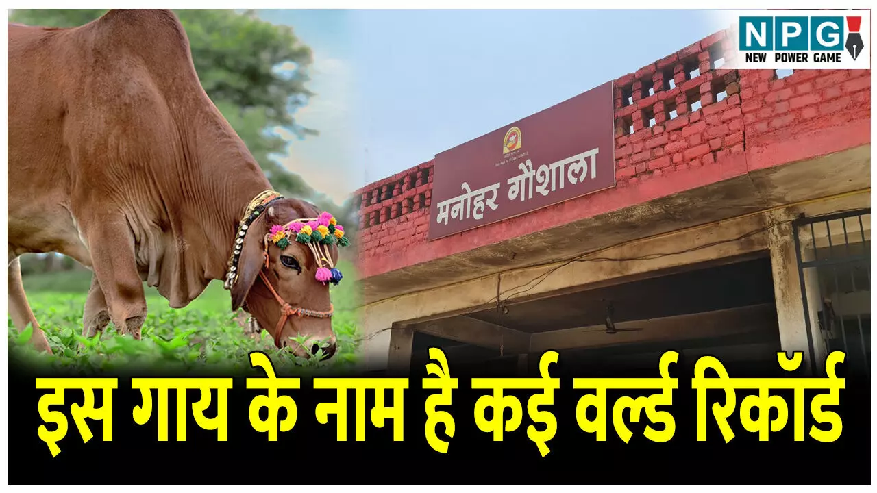Manohar Gaushala Khairagarh: छत्तीसगढ़ की कामधेनु गाय, इनके नाम है कई वर्ल्ड रिकॉर्ड, जानिए इस गौशाला के बारे में