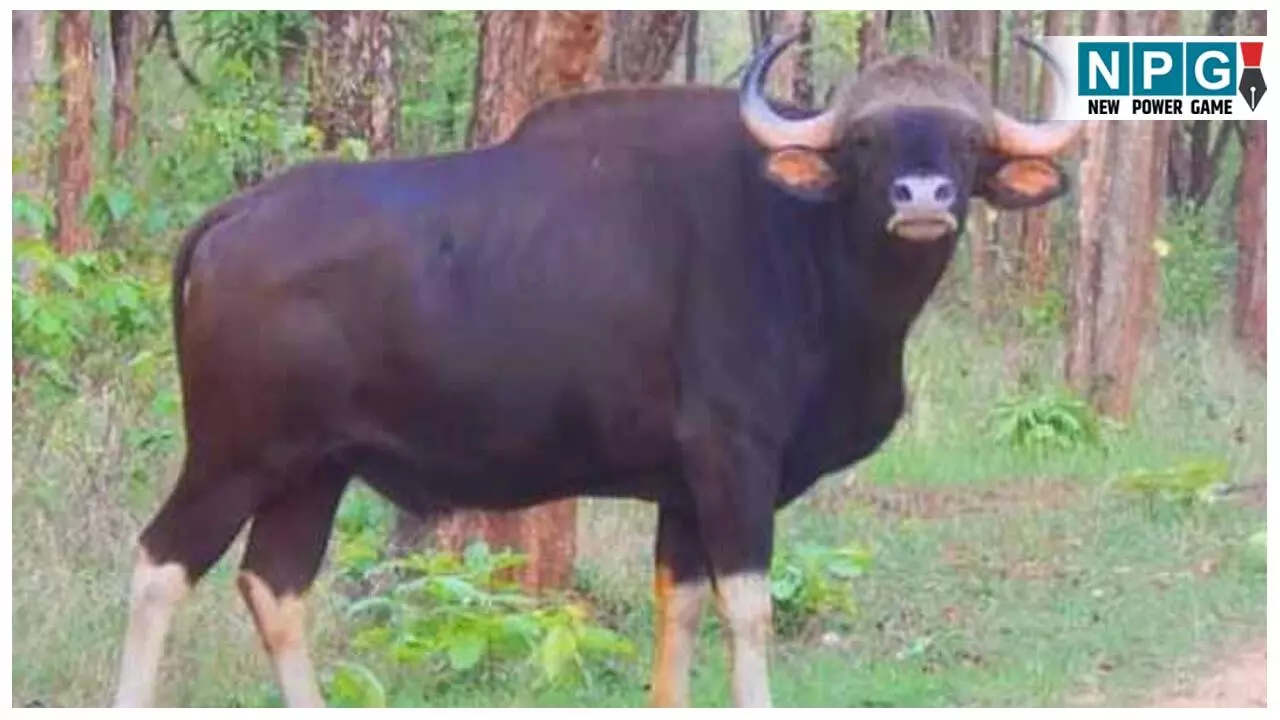 CG Wildlife News: जंगल में शिकार: गर्भवती बायसन के सिर पैर काटे, दिवाली के दूसरे दिन किया शिकार