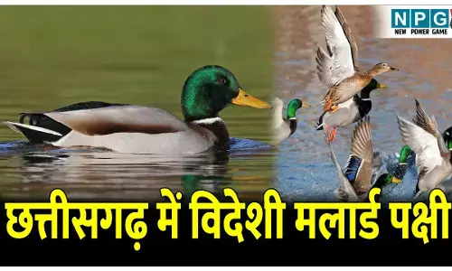 Chhattisgarh Me Foreign Mallard Bird: छत्तीसगढ़ में पहली बार दिखा ये विदेशी पक्षी, जानिए मलार्ड पक्षी की खास बात