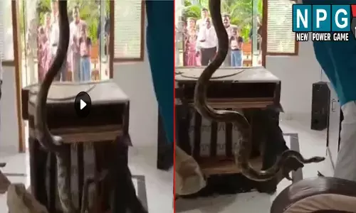 Dhamtari News: सोफे पर आराम फरमा रहे थे लोग: तभी आई फुफकारने की आवाज और निकल आया 6 फिट का अजगर, लोगों में मचा हड़कंप