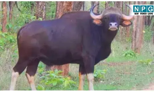 CG Wildlife News: जंगल में शिकार: गर्भवती बायसन के सिर पैर काटे, दिवाली के दूसरे दिन किया शिकार