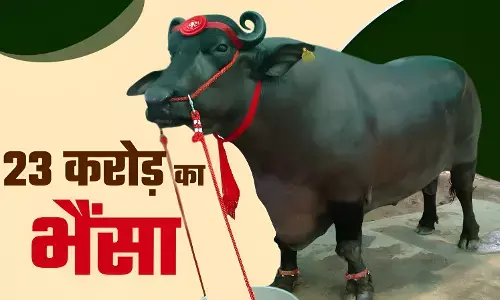 Pushkar Mela 2025: 15 करोड़ का घोड़ा, 23 करोड़ का भैंसा बने आकर्षण का केंद्र, मेले में दिखी राजस्थानी संस्कृति की झलक